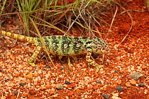 Female Oustalet's chameleon (Furcifer oustaleti) walking on ground, near Ihosy, Madagascar
