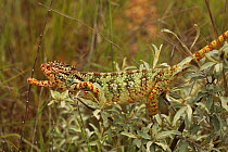 Female Oustalet's chameleon (Furcifer oustaleti) climbing through dense foliage, near Ihosy, Madagascar