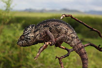 Male Oustalet's chameleon (Furcifer oustaleti) sitting on branch, near Ihosy, Madagascar