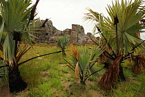 Palm trees (Bismarkia nobilis) native to Madagascar, and sandstone rock formations, Isalo National Park, Madagascar January 2009