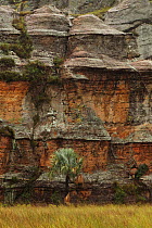 Palm tree (Bismarkia nobilis) native to Madagascar, and sandstone rock formations, Isalo National Park, Madagascar