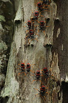Assassin bugs (Platymeris sp) on tree trunk in tropical deciduous forest, Zombitse-Vohibasia National Park, Madagascar