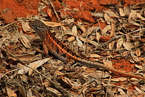 'Three eyed' lizard (Chalarodon madagascariensis) amoungst dead leaves, Reniala Reserve, Madagascar