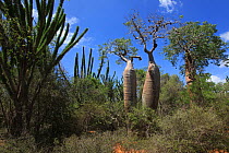 Baobab trees (Adansonia rubrostipa) and Sogno (Didierea madagascariensis) in spiny forest, Reniala Reserve, Madagascar January 2009