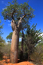 Baobab trees (Adansonia rubrostipa) and Sogno (Didierea madagascariensis) in spiny forest, Reniala Reserve, Madagascar
