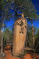 Baobab tree (Adansonia rubrostipa) and Sogno (Didierea madagascariensis) in spiny forest, Reniala Reserve, Madagascar