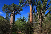 Baobab trees (Adansonia rubrostipa) and Sogno (Didierea madagascariensis) in spiny forest, Reniala Reserve, Madagascar