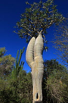 Pachypodium tree (Pachypodium geayi) Sogno (Didierea madagascariensis) in spiny forest, Reniala Reserve, Madagascar