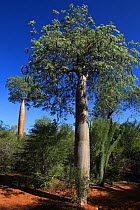 Baobab tree (Adansonia rubrostipa) and Fengoke tree (Delonix decaryi) (centre) Reniala Reserve, Madagascar