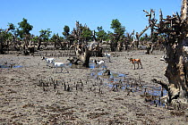 Herd of domestic goats among degraded mangroves, North of Mangily, Madagascar January 2009