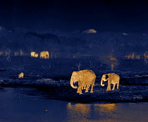 Indian elephants (Elephas maximus) at night, Yala National Park, Sri Lanka. Image taken using thermal camera technology with no artificial light.