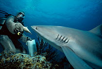 Shark handler wearing chain mail suit feeding a Caribbean reef shark (Carcharhinus perezi)  Caribbean sea Model released.