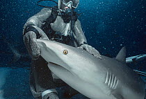 Shark handler wearing chain mail suit holding Caribbean reef shark (Carcharhinus perezi) in hypnotic trance. Caribbean sea Model released.