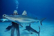 Caribbean Reef shark (Carcharhinus perezi) in hypnotic trance being lifted by shark handler, Bahamas, Caribbean Sea. Model released.