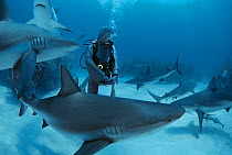 Shark handler feeds several Caribbean Reef sharks (Carcharhinus perezi) Bahamas, Caribbean Sea. Model released.