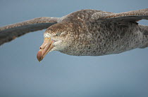 Northern / Hall's giant petrel (Macronectes halli) in flight over the Drake Passage, Southern Ocean, January