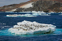 Adelie penguin (Pygoscelis adeliae) flock on floating iceberg off Heroina Island, Danger Islands, Weddell Sea, Antarctica, January 2009