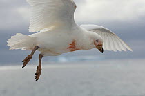Pale-faced / Snowy sheathbill (Chionis alba) in flight, with blood stained feathers, Antarctica, January