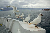 Pale-faced / Snowy sheathbills (Chionis alba) perched on boat, Antarctica, January