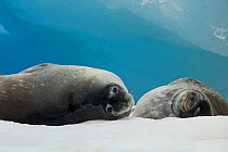 Weddell seal (Leptonychotes weddellii) lying on ice, Antarctica, January