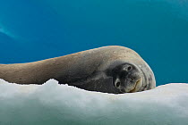 Weddell Seal (Leptonychotes weddellii) lying on ice, Antarctica, January