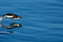 Porpoising Adelie penguin (Pygoscelis adeliae) reflected in water, Antarctica, January