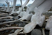 Humpback whale (Megaptera novaeangliae) skeleton on coast, Antarctica, January 2009