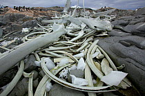 Mixed species whale bones on coast, Antarctica, January 2009