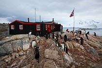 Restored British research station with flock of Gentoo penguins (Pygoscelis papua) in foreground, Antarctica, January 2009
