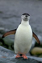 Portrait of a Chinstrap penguin (Pygoscelis antarctica) on rocks, Antarctica, January