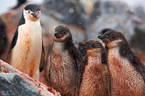 Chinstrap penguins (Pygoscelis antarctica) adult and chicks covered in red mineral mud from the earth, Antarctica, January