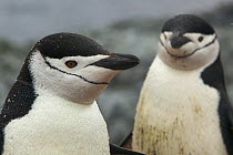 Two Chinstrap penguins (Pygoscelis antarctica) portraits, Antarctica, January