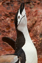 Portrait of a Chinstrap penguin (Pygoscelis antarctica) adult calling, Antarctica, January