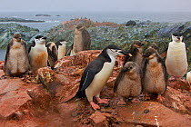 Chinstrap penguin (Pygoscelis antarctica) two families covered in red mineral mud from the earth, Antarctica, January