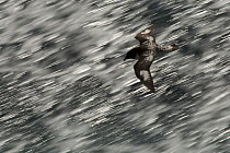 Cape / Pintado petrel (Daption capense) in flight over the ocean, Antarctica, January