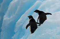 Adelie penguins (Pygoscelis adeliae) on iceberg, Antarctica, January