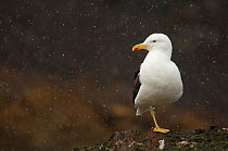 Kelp / Southern black backed gull (Larus dominicanus) standing on one leg in snow, Antarctica, January