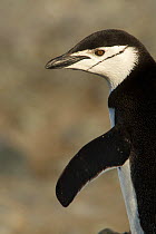 Chinstrap penguin (Pygoscelis antarctica) Antarctica