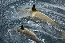 Killer whale (Orcinus orca) female and young at surface, Antarctica, February