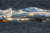 Killer whales (Orcinus orca) hunting seals near ice flows. Three killer whales surround a seal (probably a Crabeater seal) Antarctica, February