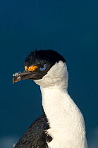 Antarctic cormorant / shag (Leucocarbo bransfieldensis) Antarctica