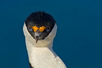 Antarctic cormorant / shag (Leucocarbo bransfieldensis) portrait, Antarctica, February