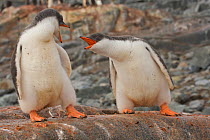 Two Gentoo penguin chicks (Pygoscelis papua) squabbling, Antarctica, February