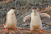 Two Gentoo penguin chicks (Pygoscelis papua) Antarctica, February