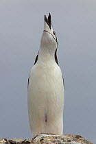 Chinstrap penguin (Pygoscelis antarctica) calling, Antarctica, February