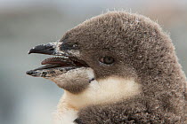 Chinstrap penguin (Pygoscelis antarctica) portrait of chick, with barbed tongue visible. Antarctica, February