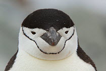 Chinstrap penguin (Pygoscelis antarctica) head portrait, Antarctica, February