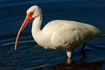 White ibis (Eudocimus albus) standing in water, Sanibel Island, Florida, USA.