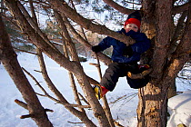 Boy (five years) climbing pine tree in winter, Lexington, Massachusetts, USA. December 2005, Model released