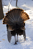 Rear view of young male Wild turkey (Meleagris gallopavo) displaying in snow, Lexington, Massachusetts, USA, March